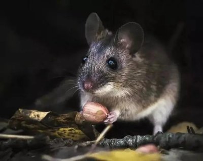 食品厂灭鼠的方法