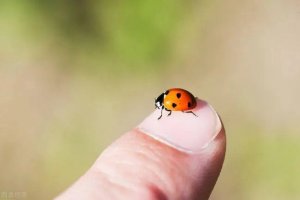 冬天蚊子苍蝇这些昆虫去哪了？真的像我们所认为的那样冻死了吗？